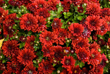 Similar image 819341