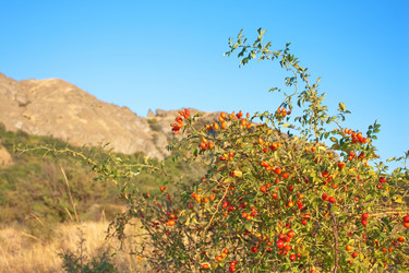 Similar image 819384