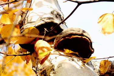 Similar image 819521