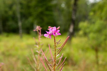 Similar image 819527