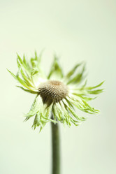 Similar image 819562