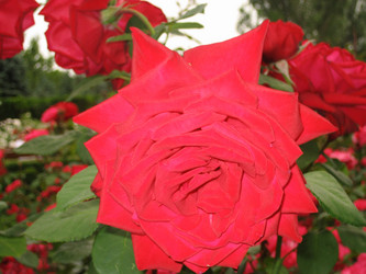 Similar image 819572