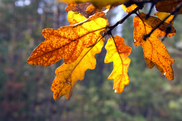 Similar image 821414