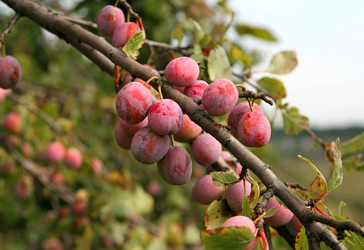 Similar image 821418