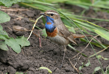 Similar image 821476