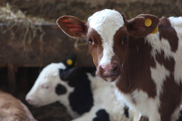 Similar image 821619