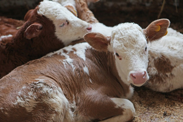 Similar image 821621