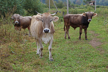 Similar image 821622