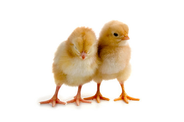 Similar image 822378