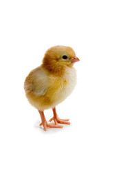 Similar image 822385