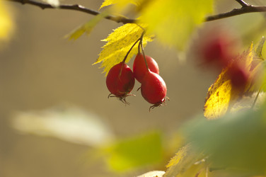 Similar image 822505