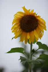 Similar image 822530