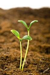 Similar image 823425