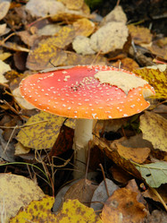 Similar image 823610