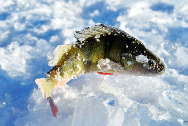 Similar image 824278