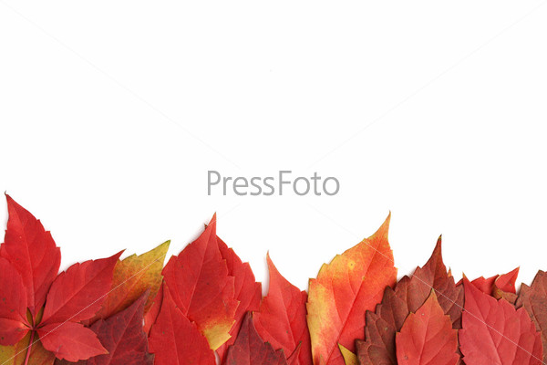 Фото Осенних Листьев На Белом Фоне