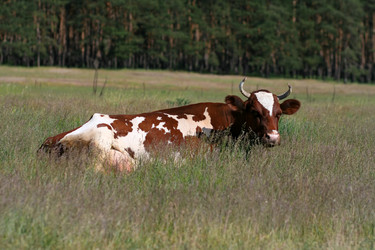 Similar image 824833