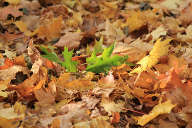 Similar image 825000