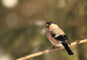 Similar image 825282