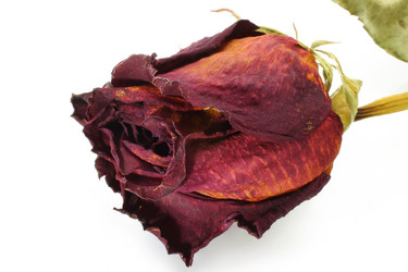 Similar image 825375