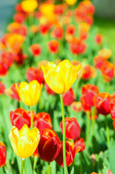 Similar image 825597