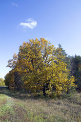 Similar image 825764