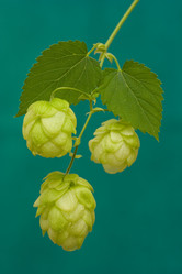 Similar image 826038