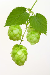 Similar image 826039