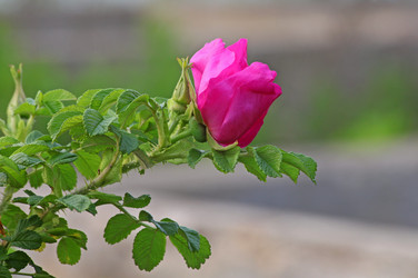 Similar image 826266