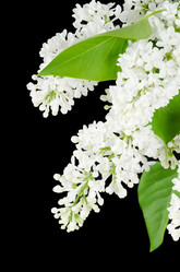 Similar image 827009