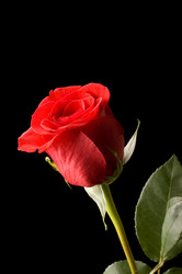 Similar image 827011