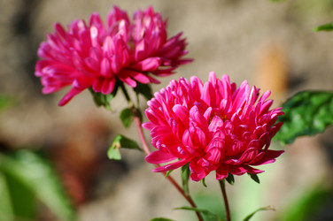 Similar image 827738