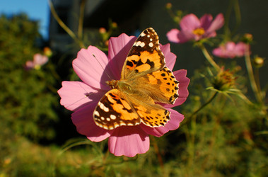 Similar image 827739