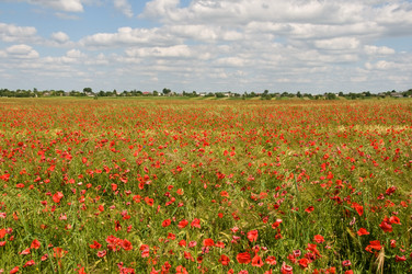 Similar image 827867