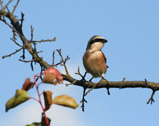 Similar image 828662