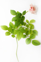 Similar image 828804