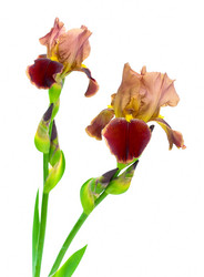 Similar image 828900