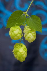 Similar image 829338