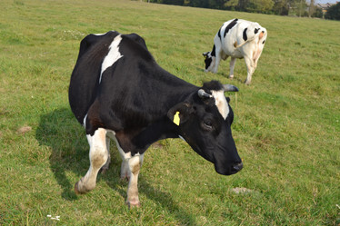 Similar image 829545