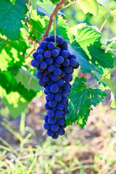 Similar image 829889