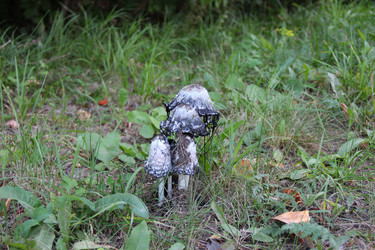 Similar image 830055