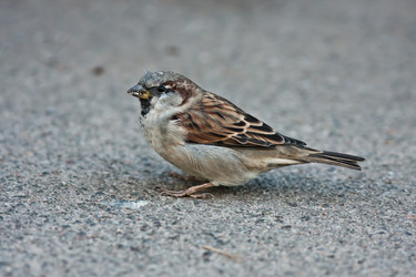 Similar image 830275