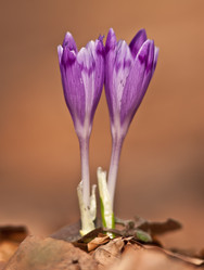 Similar image 830295