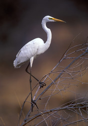 Similar image 830353