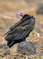 Similar image 830357