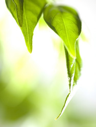 Similar image 831963