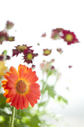 Similar image 831970