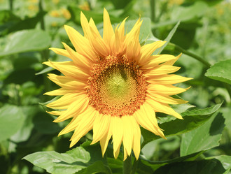 Similar image 831972