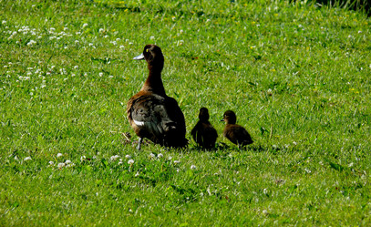 Similar image 832155