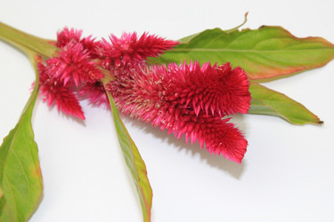 Similar image 832326